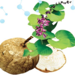 Pueraria Mirifica: Giải Pháp Công Nghệ Tăng Vòng 1 Hiệu Quả