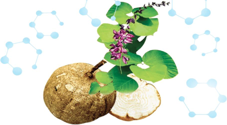 Pueraria Mirifica: Giải Pháp Công Nghệ Tăng Vòng 1 Hiệu Quả